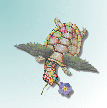 Dassey - Our Turtle with Wings logo